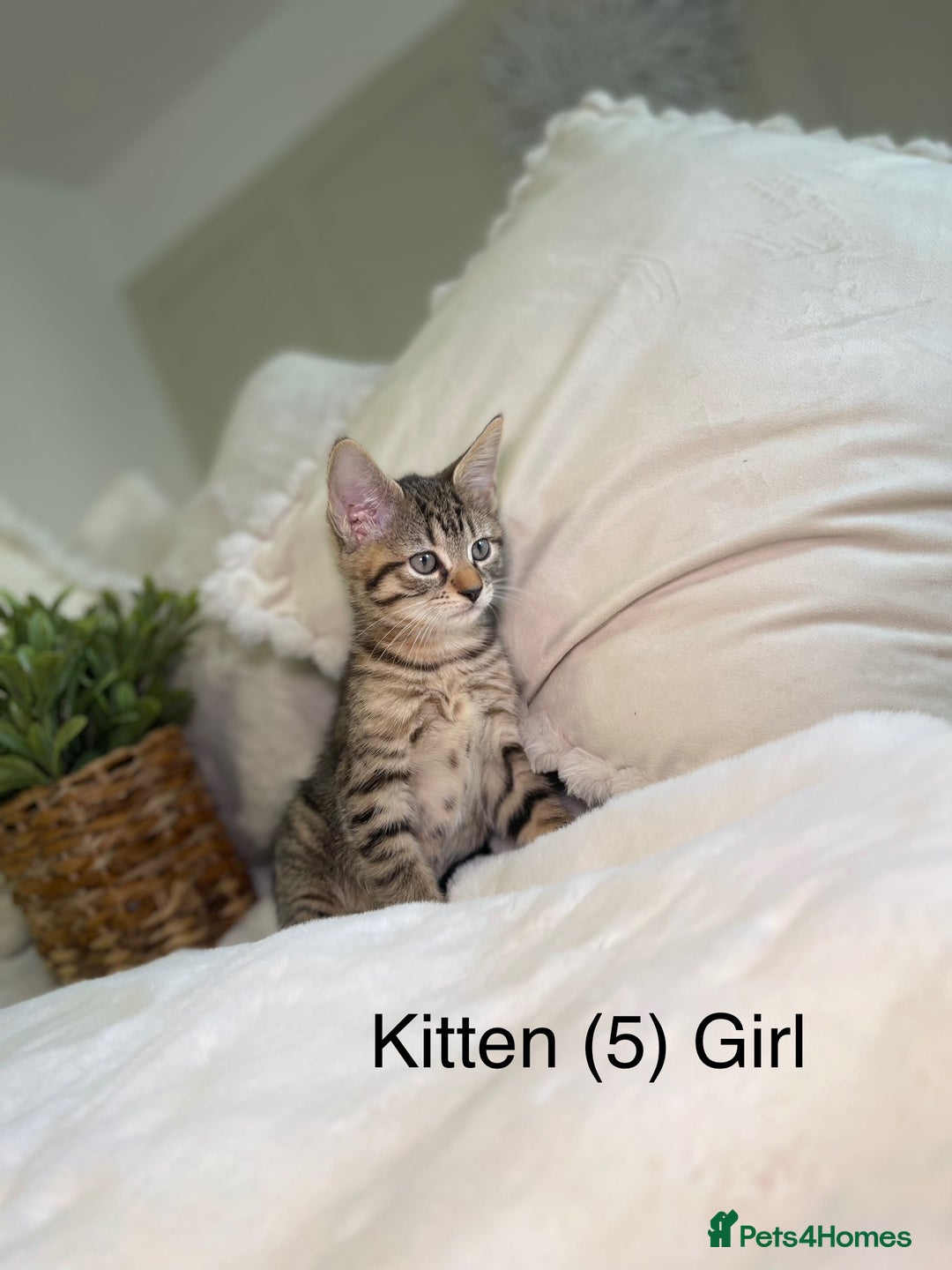 Mixed Breed cats for sale: 5 beautiful kittens 8 weeks old ready now  - Image 7