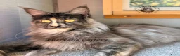 Maine Coon cats for sale: Retired Maine coon queens looking for new homes - Advert 4