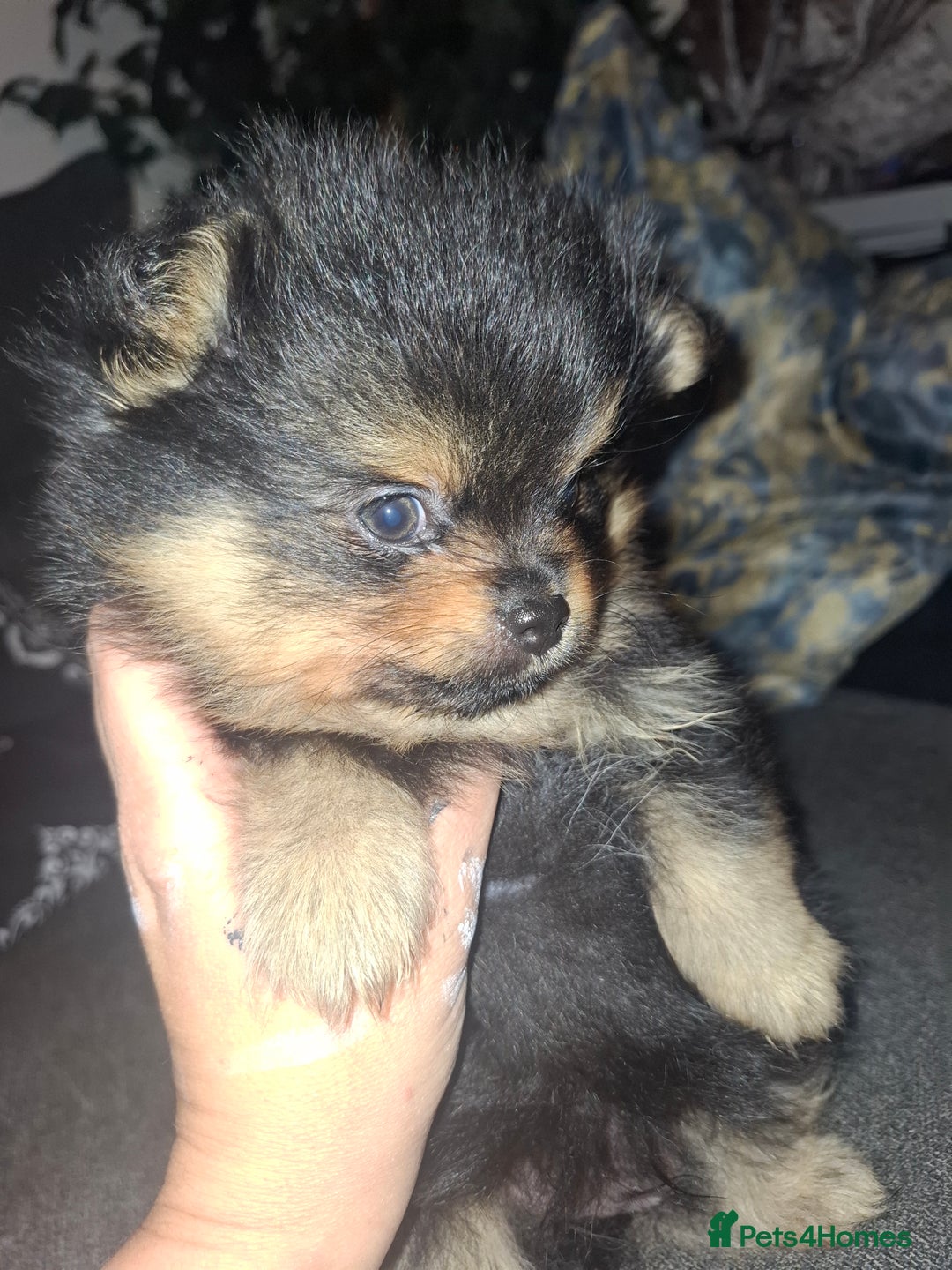 Pomeranian dogs for sale: Ready to leave last blk & tan & wlf sable boy - Advert 20