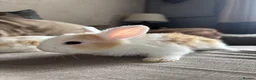 Mini Lop rabbits for sale: Lop bunnies  - Advert 2