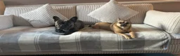 French Bulldog dogs for sale: 3 year old French bulldog - Bode  - Advert 3