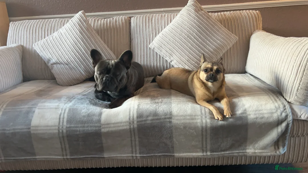French Bulldog dogs for sale: 3 year old French bulldog - Bode  - Advert 3
