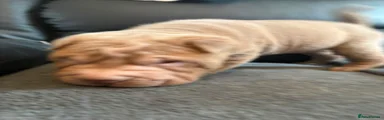 Shar Pei 3