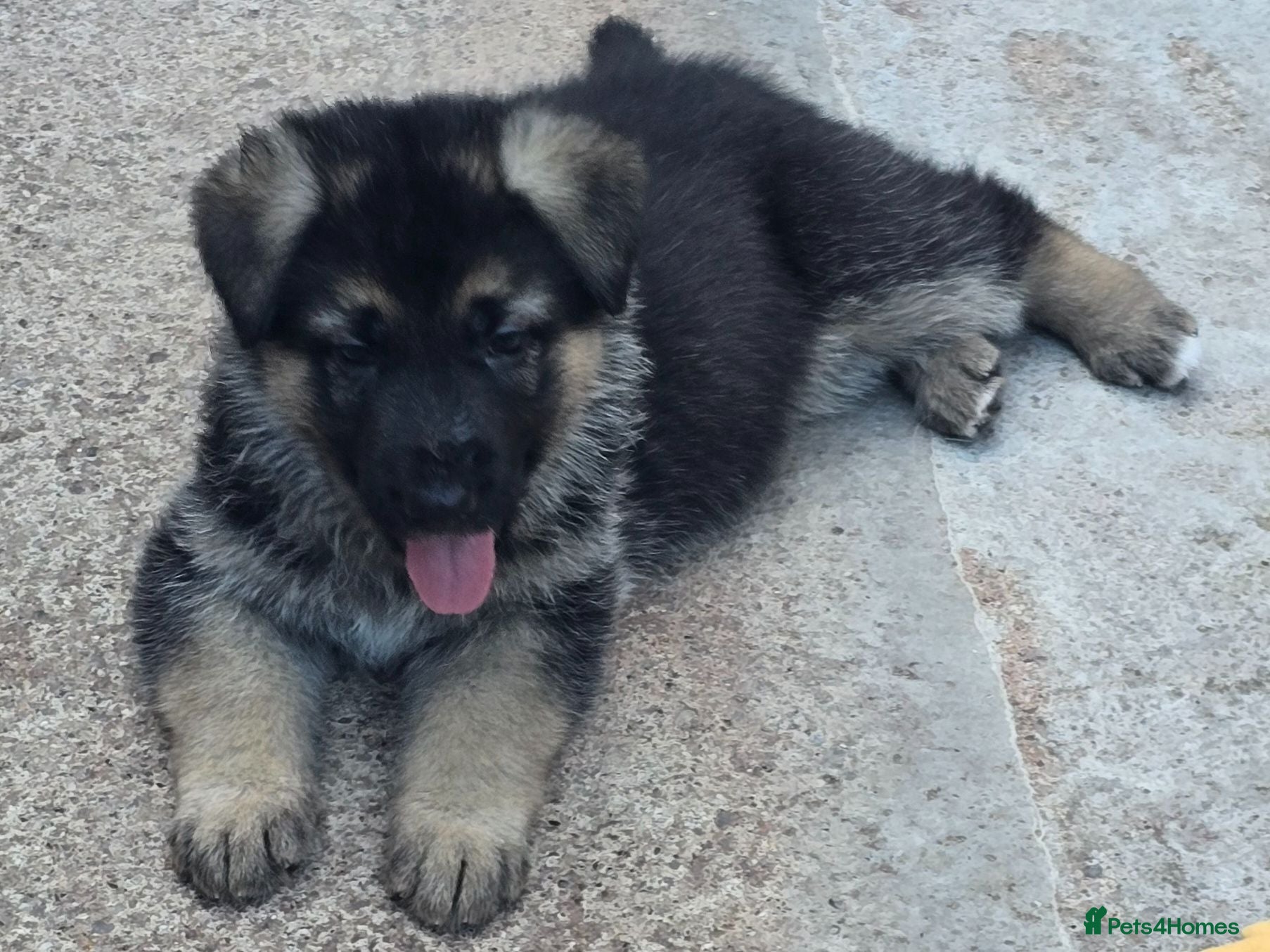 German Shepherd dogs Top Quality GSD (Alsatian) Pups For Sale - Advert 2