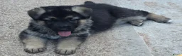 German Shepherd dogs for sale: Top Quality GSD (Alsatian) Pups For Sale - Advert 15
