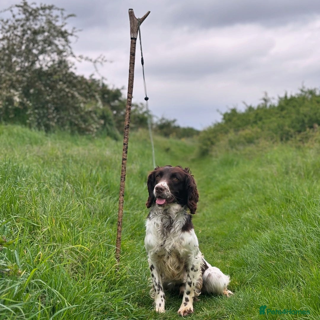 English Springer Spaniel dogs for stud: KC Springer for ❗️STUD❗️ - Advert 1