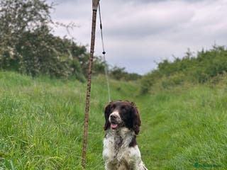 English Springer Spaniel dogs KC Springer for ❗️STUD❗️ - Advert 6