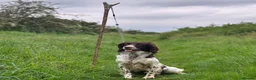 English Springer Spaniel dogs for stud: KC Springer for ❗️STUD❗️ - Advert 1