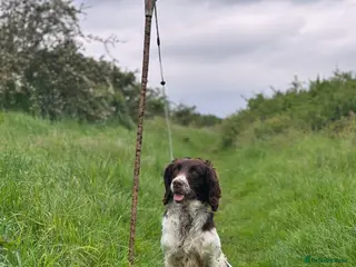 English Springer Spaniel dogs KC Springer for ❗️STUD❗️ - Advert 7
