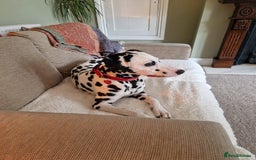 Dalmatian dogs for sale: Heartbreaking sale of my girl  in Church Stretton - Image 3
