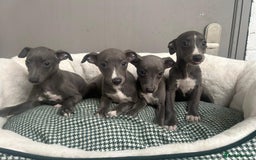Whippet dogs for sale: Top Quality KC Reg Blue Whippet Puppies - Image 4