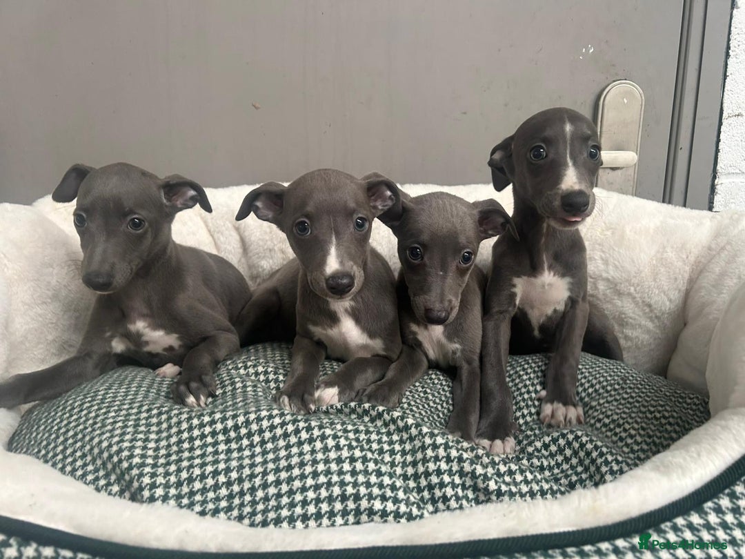 Whippet dogs for sale: Top Quality KC Reg Blue Whippet Puppies - Image 4