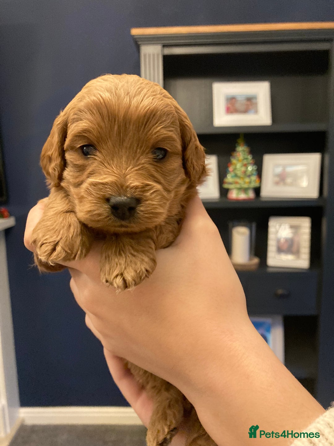 Cavapoo dogs for sale: F1b cavapoo puppies - Advert 20