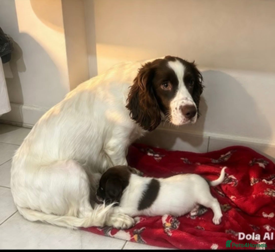 English Springer Spaniel dogs Springer spaniel puppies for sale - Advert 1