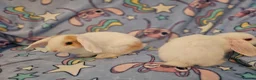Mixed Breed rabbits for sale: 8 babies bunnies - Advert 4