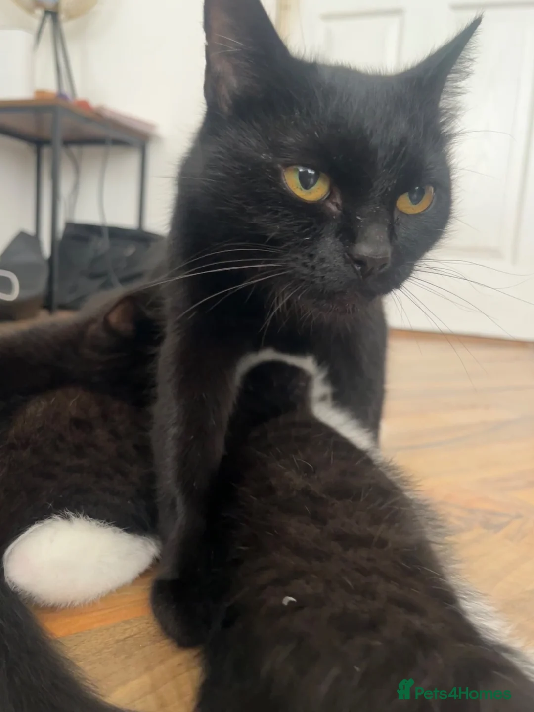 Mixed Breed cats for sale: 2 male & 1 female kitten ready to leave now  - Advert 4