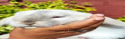 Mini Lop rabbits for sale: Mini lop  - Advert 3