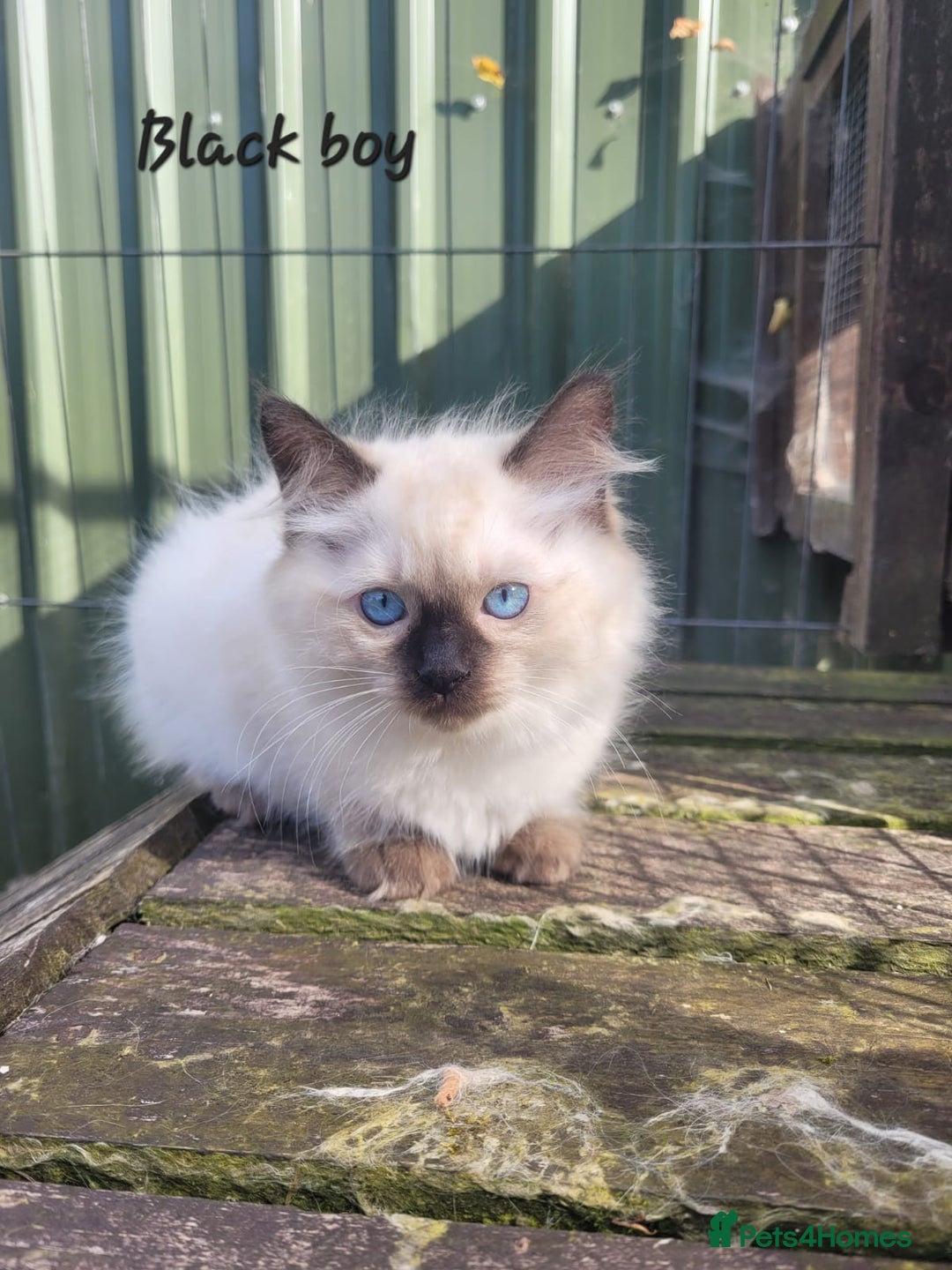Ragdoll cats for sale: Adorable blue eyed ragdoll kittens - Image 8