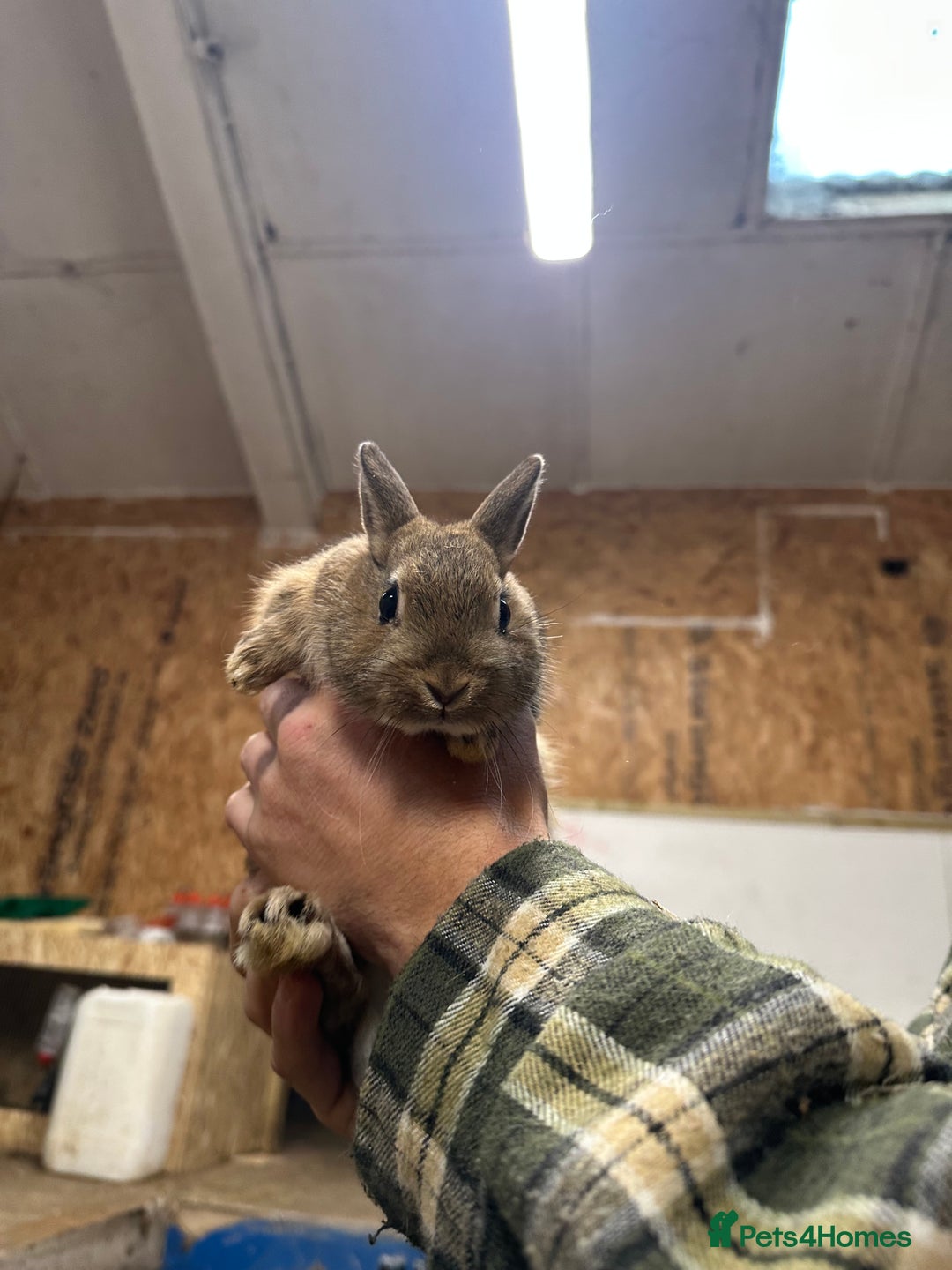 Netherland Dwarf rabbits for sale: Lots of netherland dwarfs for sale - Advert 12