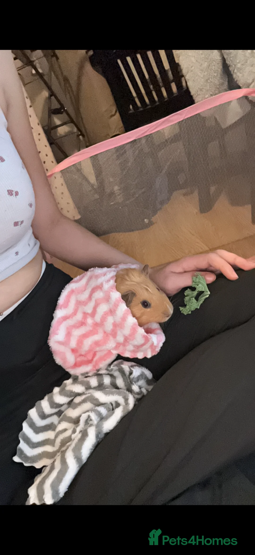 Mixed Breed rabbits for sale: 2 friendly guinea pigs for sale  in Thurso - Advert 1