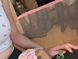 Mixed Breed rabbits 2 friendly guinea pigs for sale - Advert 3