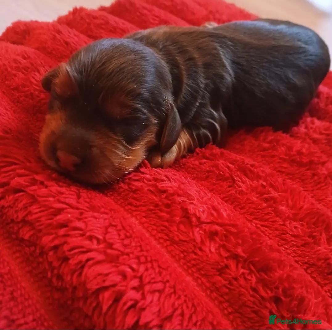 Cockapoo dogs Fb1 puppies  - Advert 2