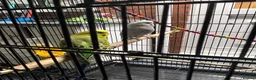 Budgerigars birds for sale: 2male Budgerigar  in Saint Helens - Advert 5