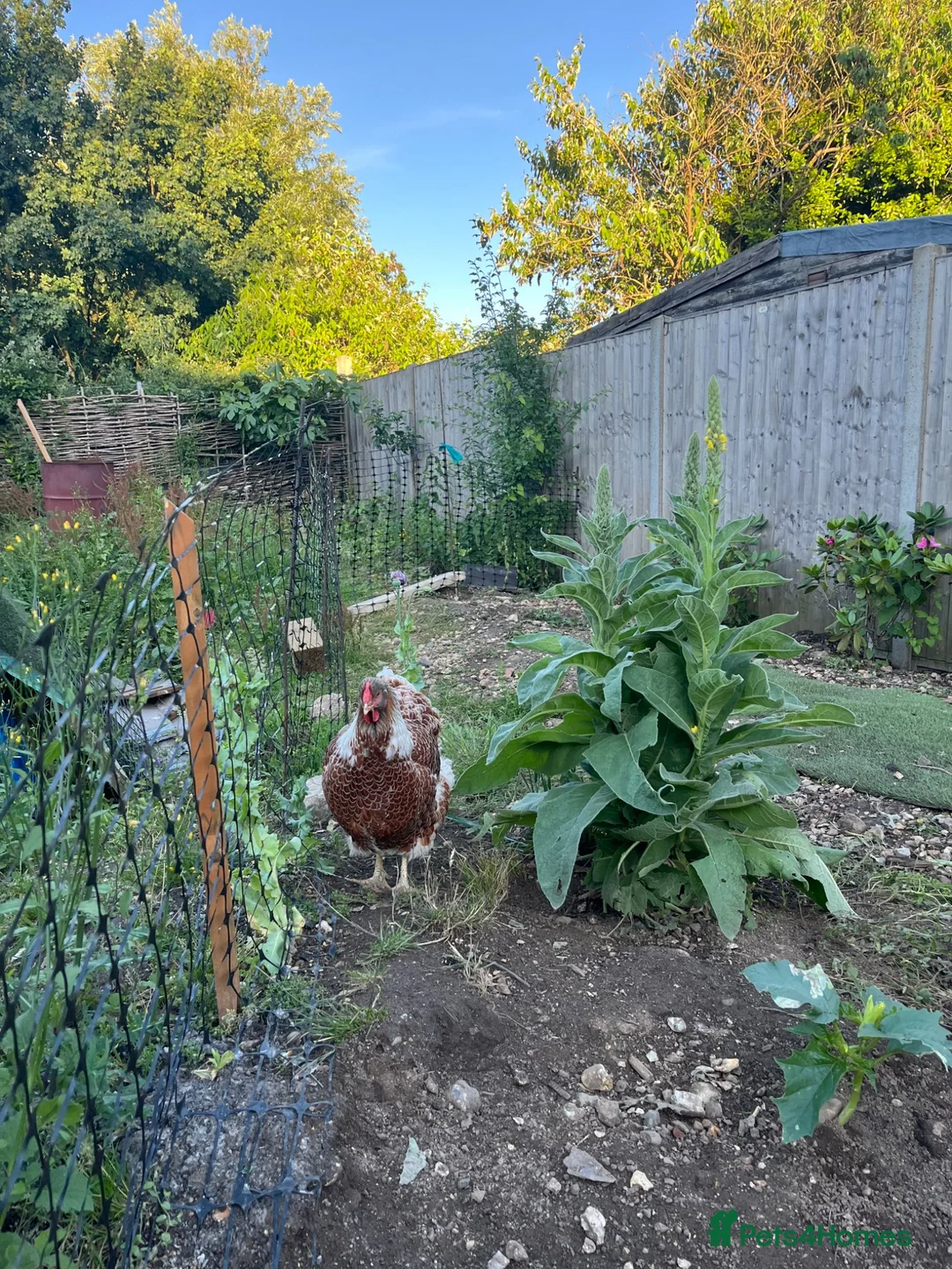 Chickens poultry for sale: Wyandotte - Advert 4
