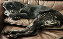 Mixed Breed dogs for sale: Pointer x Chow chow - Advert 8