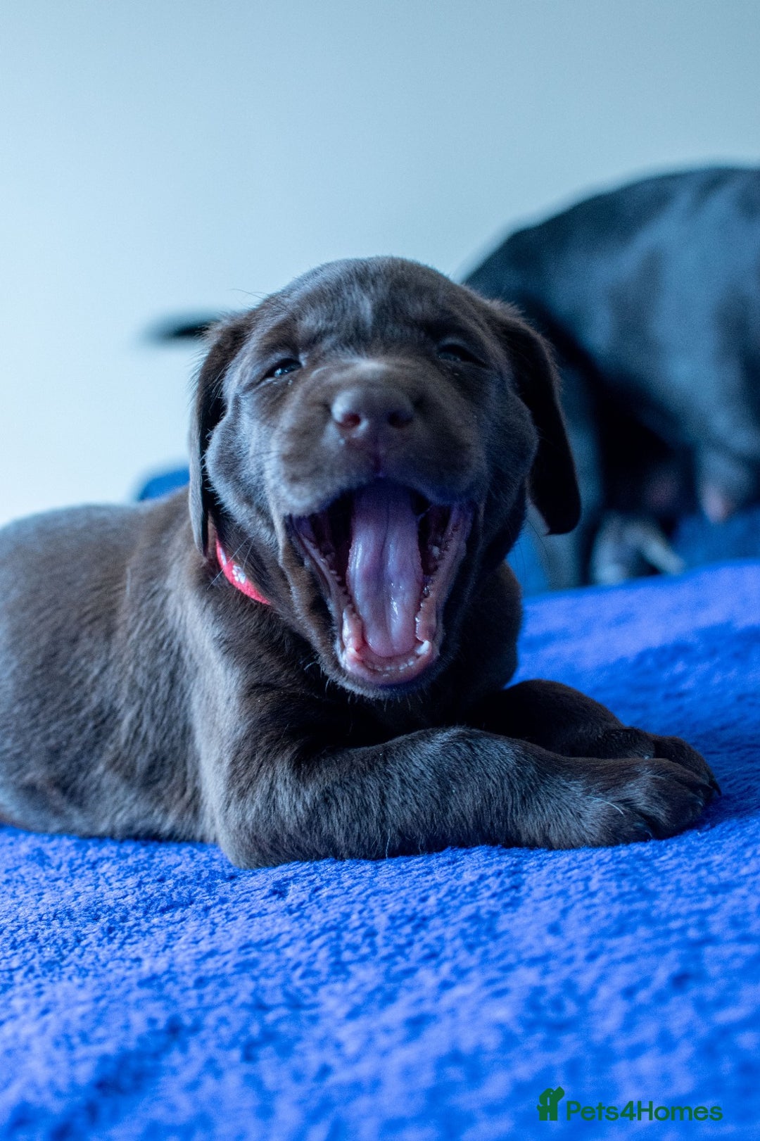 Labrador Retriever dogs for sale: Adorable Labrador Retriever Puppies  🐶💛 - Image 25