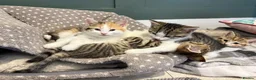 Mixed Breed cats for sale: Gorgeous little of kittens for sale  in Maidenhead - Advert 3