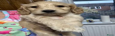 Cockapoo 1