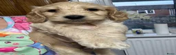 Cockapoo dogs for sale: Only one f1 miniature cockapoo boy left.😍 - Advert 17