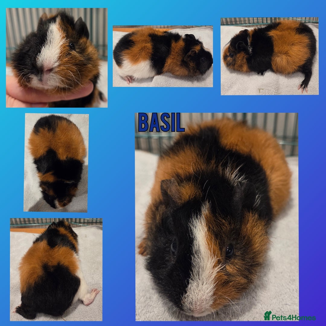 Guinea Pig rodents for sale: Gorgeous Baby Guinea Pigs - Advert 5