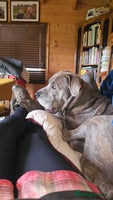 Mixed Breed dogs 4 yrs old cane corso - Advert 3