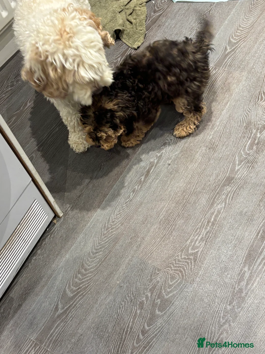 Cockapoo dogs for sale: Toy cockerpoo  - Advert 6