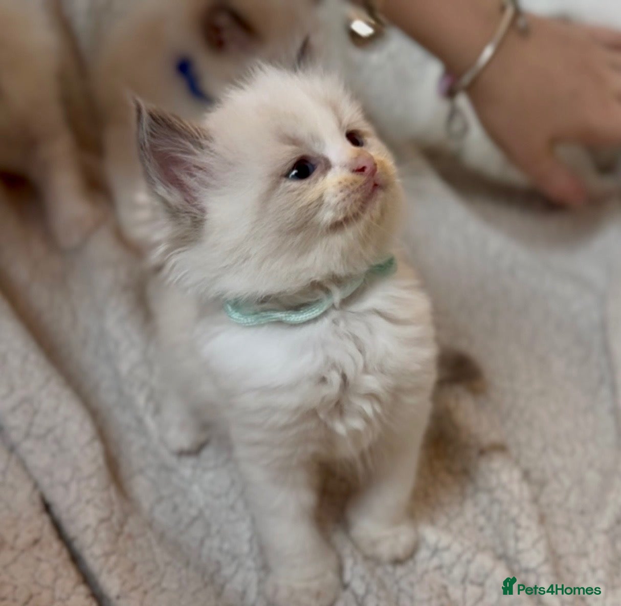 Ragdoll cats for sale: Gorgeous Ragdoll kittens - Advert 2