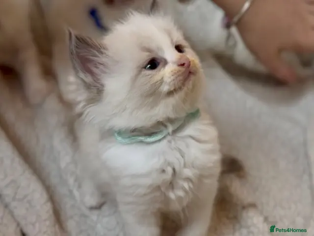 Ragdoll cats for sale: Gorgeous Ragdoll kittens - Advert 2