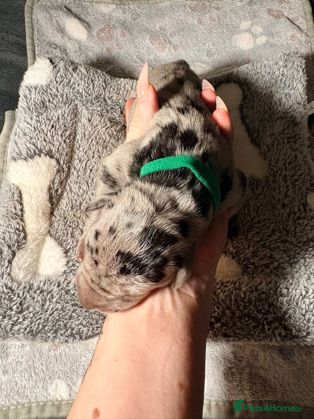 Great Dane dogs for sale: 12x healthy Great Dane puppies - Advert 6