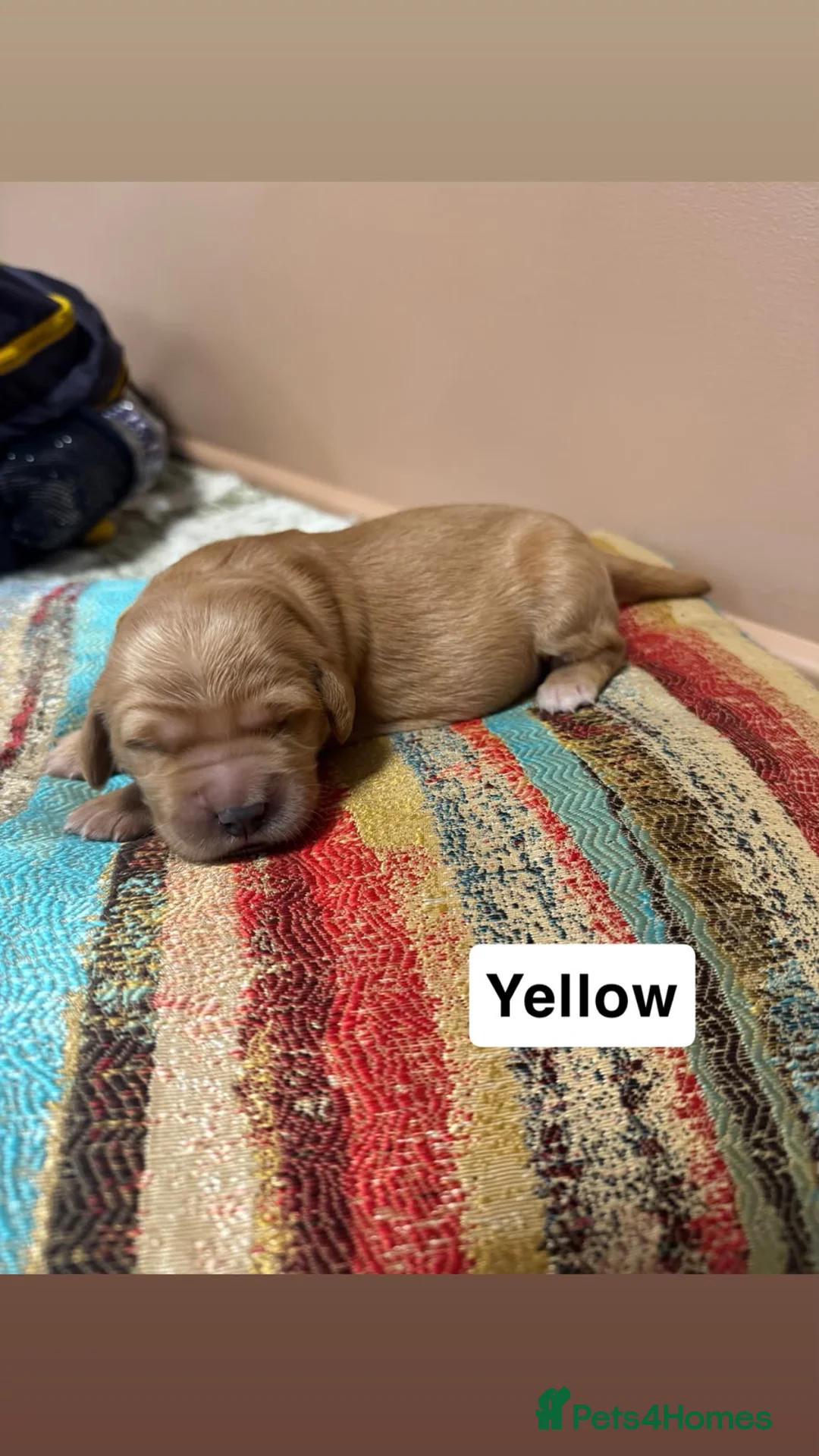 Golden Retriever dogs for sale: Stunning KC registered dark puppies - Advert 2