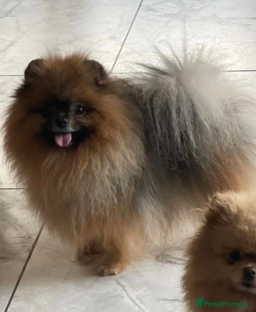 Pomeranian dogs for stud: Outstanding  kc Small Compact Orange Stud Boy in Pontefract - Advert 2