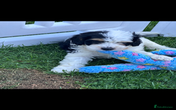 Cavapoo dogs for sale: ***** cavapoo pups ready now ***** - Image 5