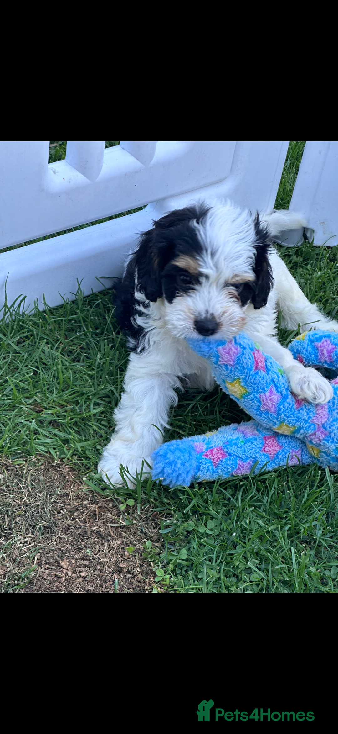 Cavapoo dogs for sale: ***** cavapoo pups ready now ***** - Image 5