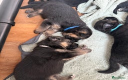 German Shepherd dogs for sale: Only 1 boy left Kc German Shepherd Puppies in Canvey Island - Image 17