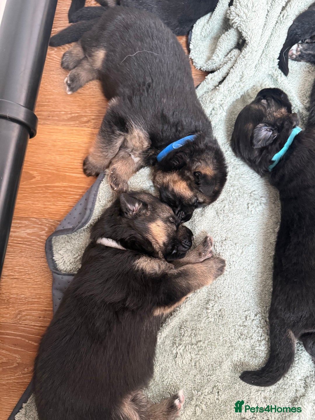 German Shepherd dogs for sale: Only 1 boy left Kc German Shepherd Puppies in Canvey Island - Image 17