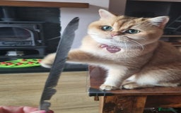 British Shorthair cats for sale: Adorable British Shorthair girl  - Image 1
