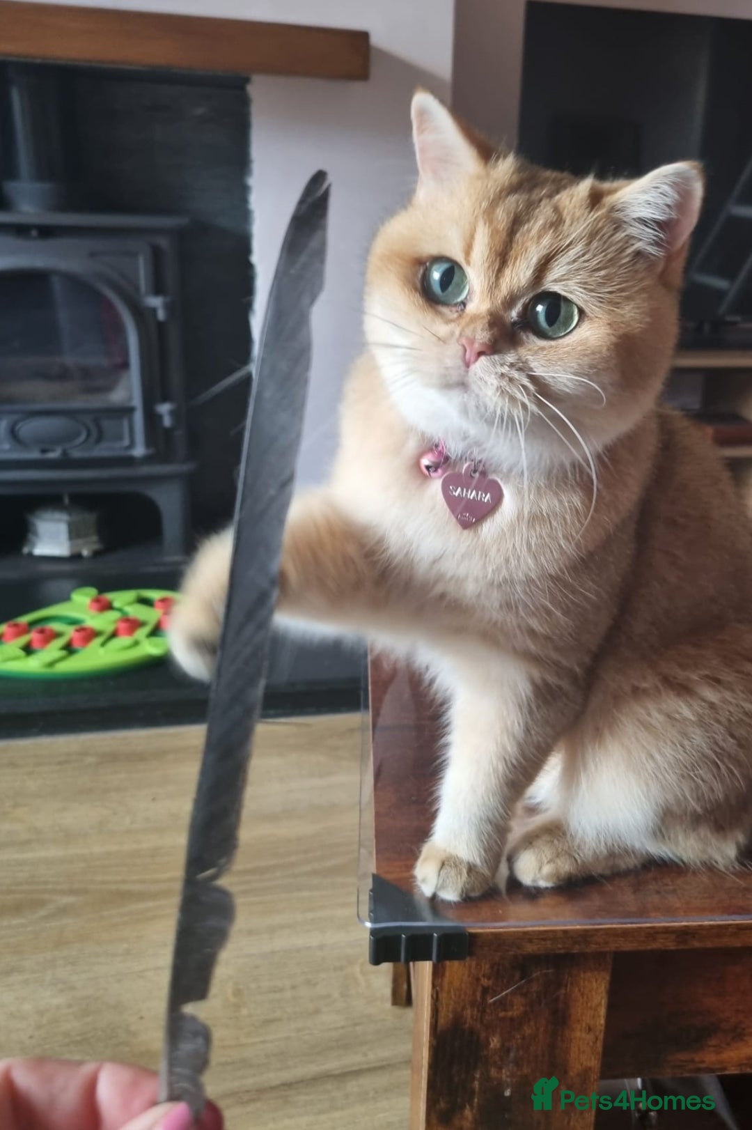 British Shorthair cats for sale: Adorable British Shorthair girl  - Image 1