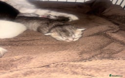 Perdoll cats for sale: Beautiful perdoll babies - Image 3