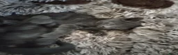 Russian Blue cats for sale: Russian blue kittens  - Advert 9