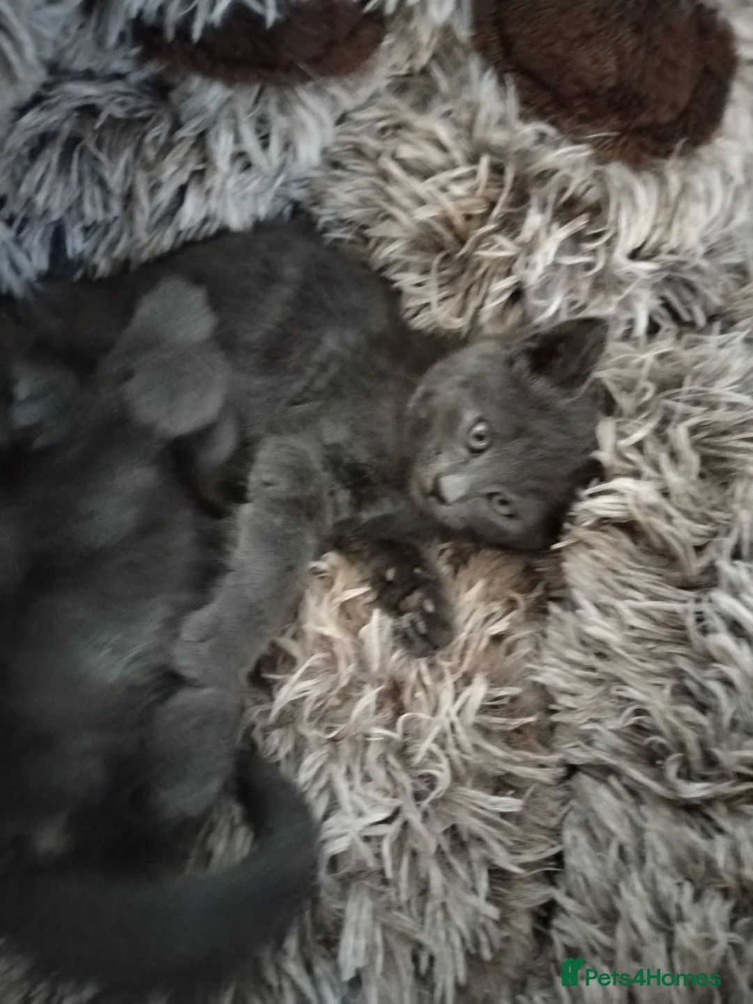 Russian Blue cats for sale: Russian blue kittens  - Advert 9